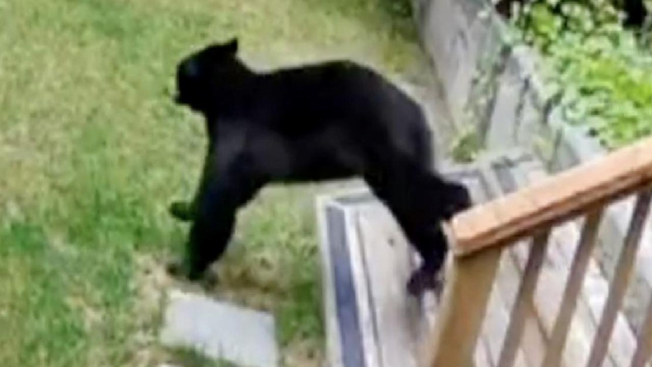 Kanada'da küçük köpekten büyük cesaret: Eve giren ayıyı korkutup kaçırdı