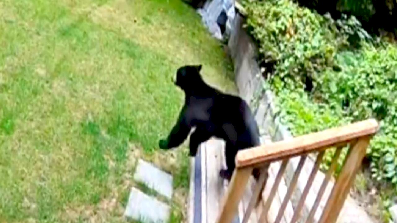 Kanada'da küçük köpekten büyük cesaret: Eve giren ayıyı korkutup kaçırdı