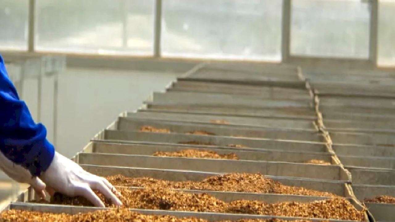 Tütün mamulleri üretim ve ticaretine yeni ayar