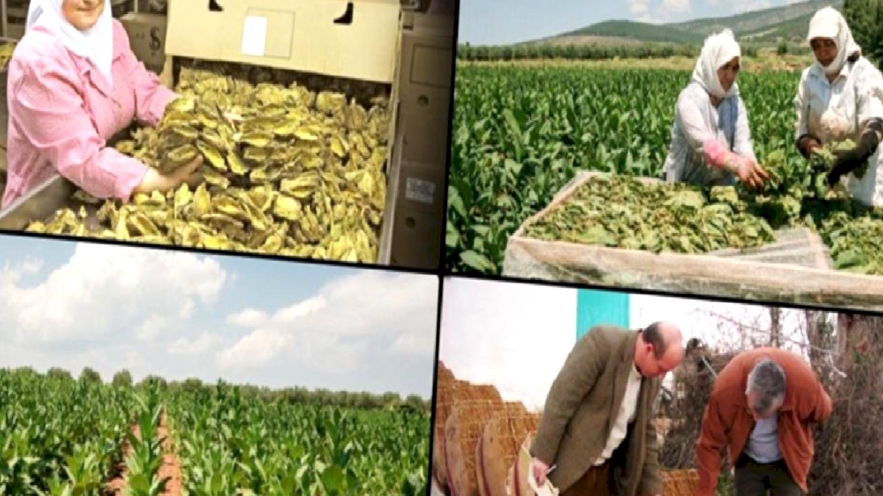 Tütün mamullerinin üretim ve ticaretine ilişkin esaslar düzenlendi