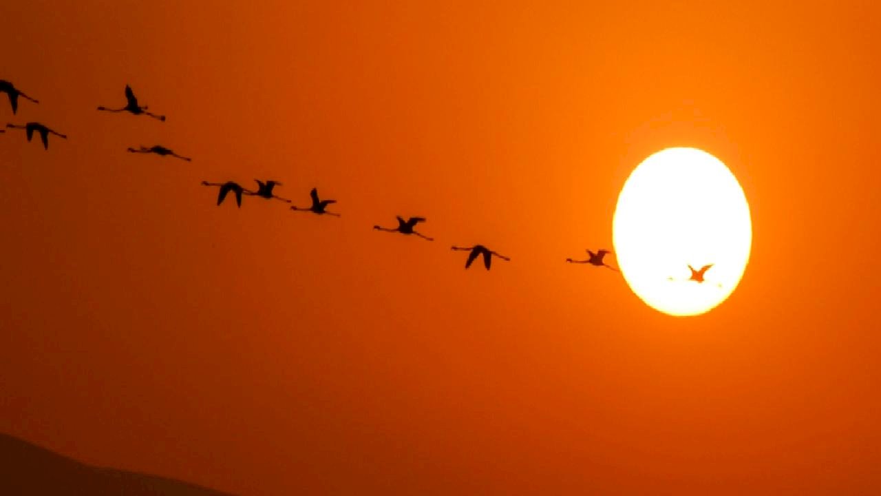 Van Gölü Havzası&#039;nda konaklayan flamingolardan görsel şölen