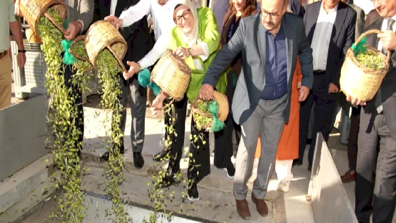 Ayvalık&#039;ta yılın ilk zeytin hasadı yapıldı