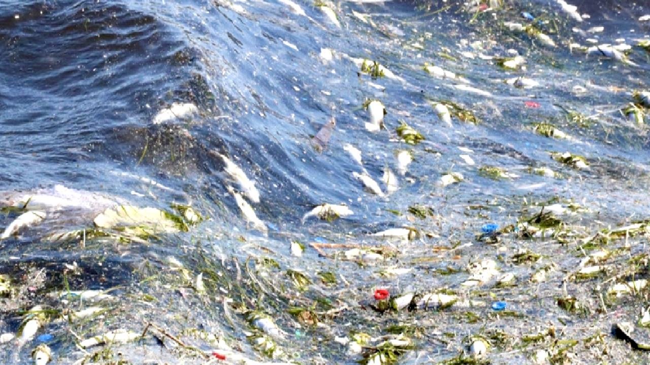 İzmir Körfezi&#039;nde balık ölümleri sürüyor: Koku etrafa yayıldı