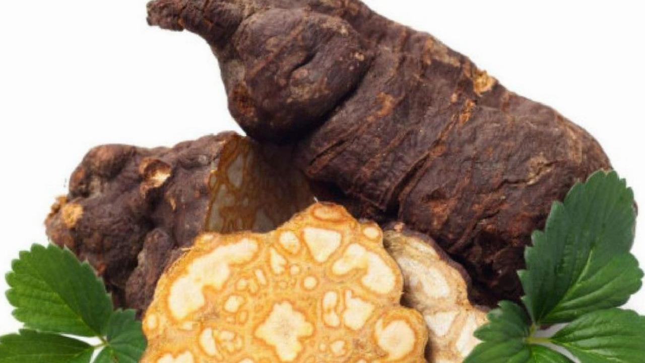 Uzun ömürle ilgisi var: Fo-Ti bitkisi