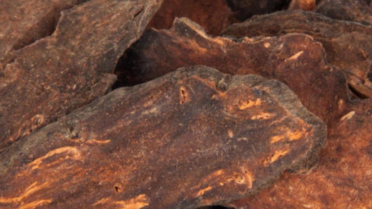 Uzun ömürle ilgisi var: Fo-Ti bitkisi