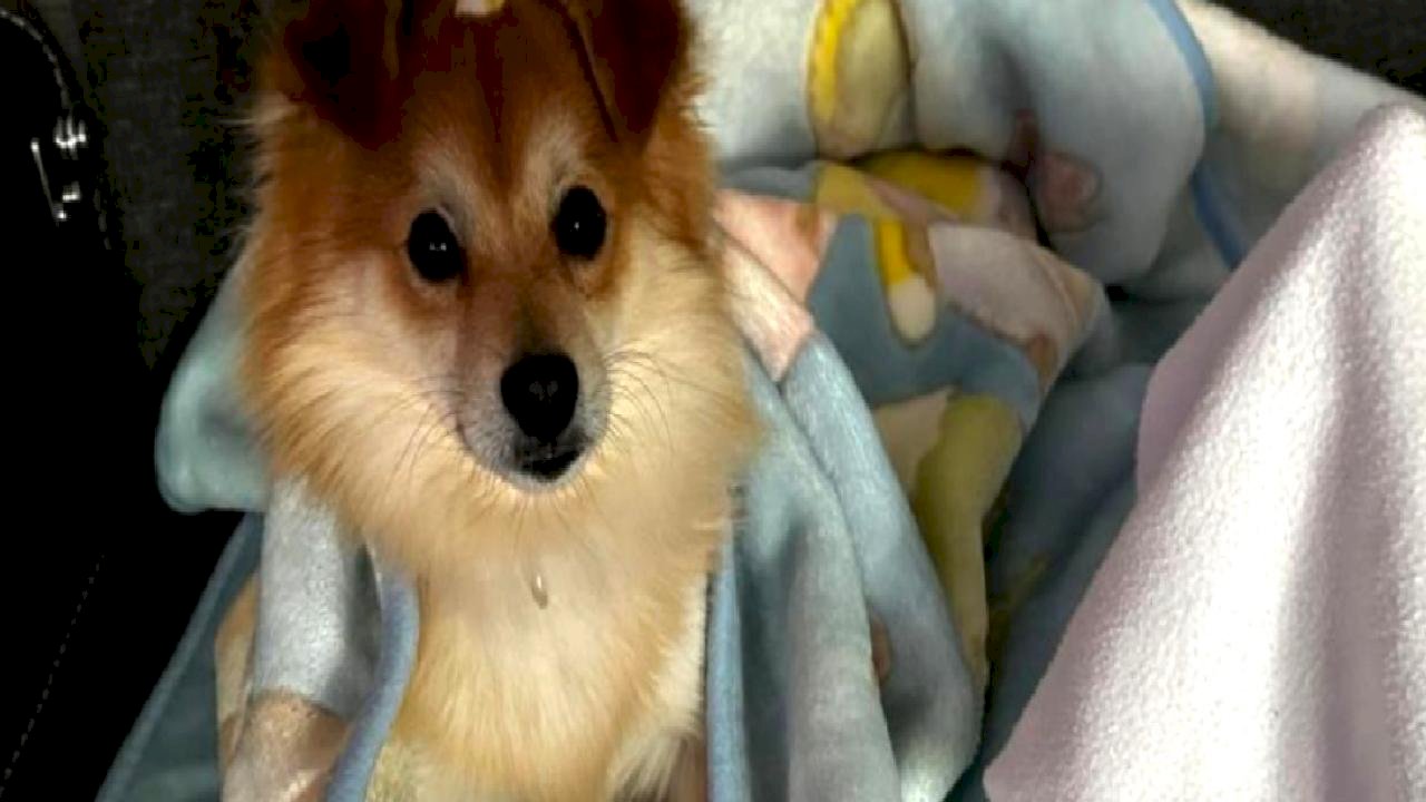 Bursa&#039;da kaybolan köpekleri için 50 bin lira verecekler