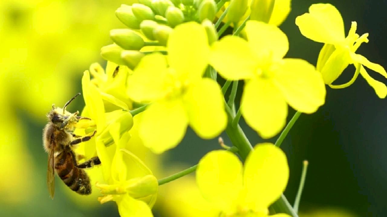 Çevreyi koruma için geliştirilen projelere destek
