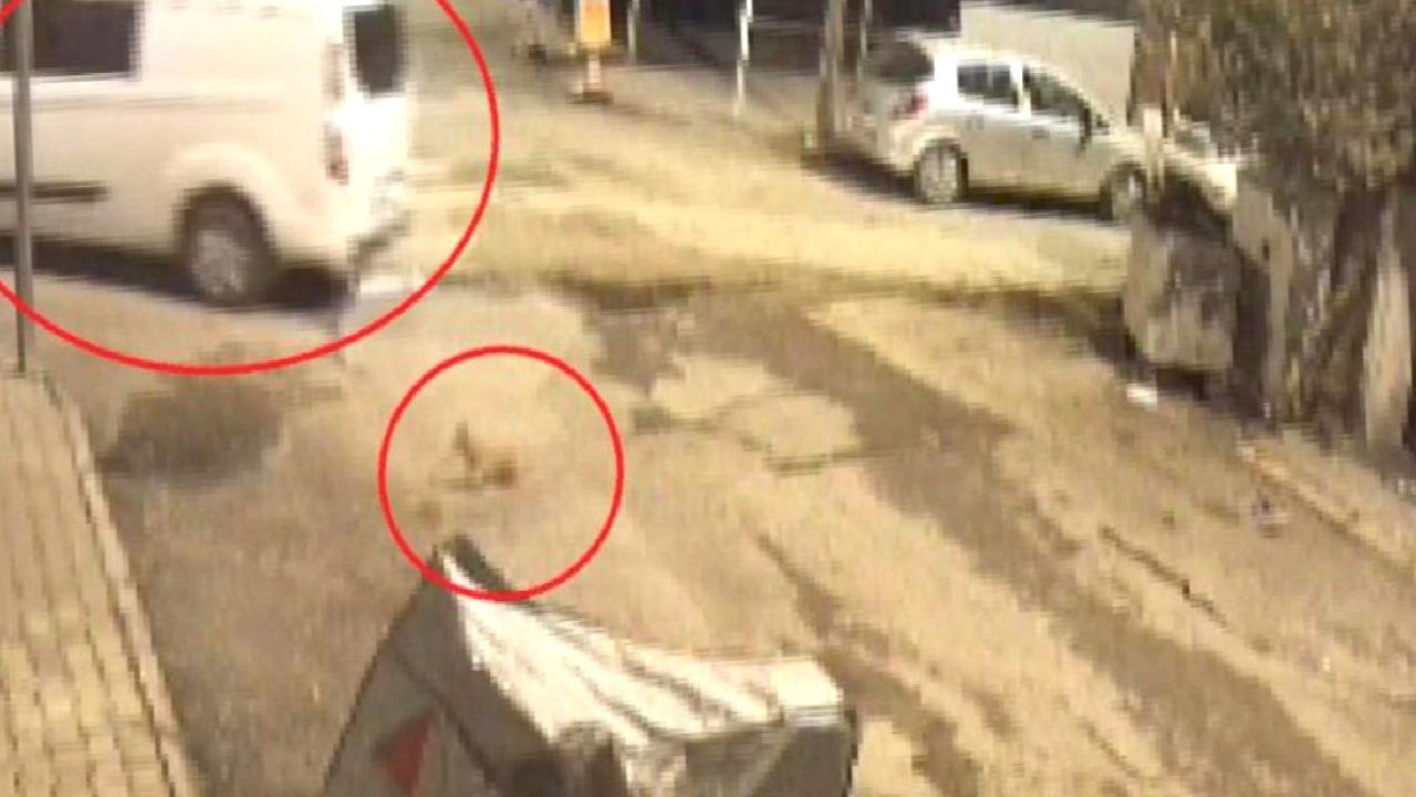 Hatay&#039;da minibüs sürücüsü, ezdiği kediye aldırmadan yoluna devam etti