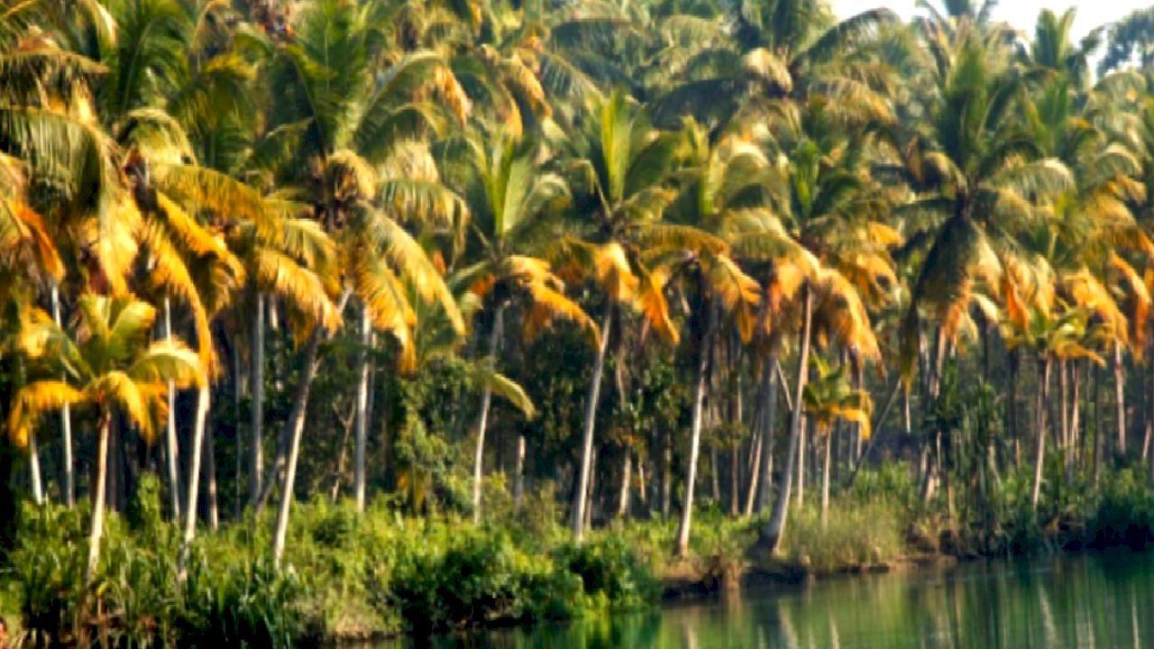 Lezzetin kökeni: Dünyanın baharat haritası