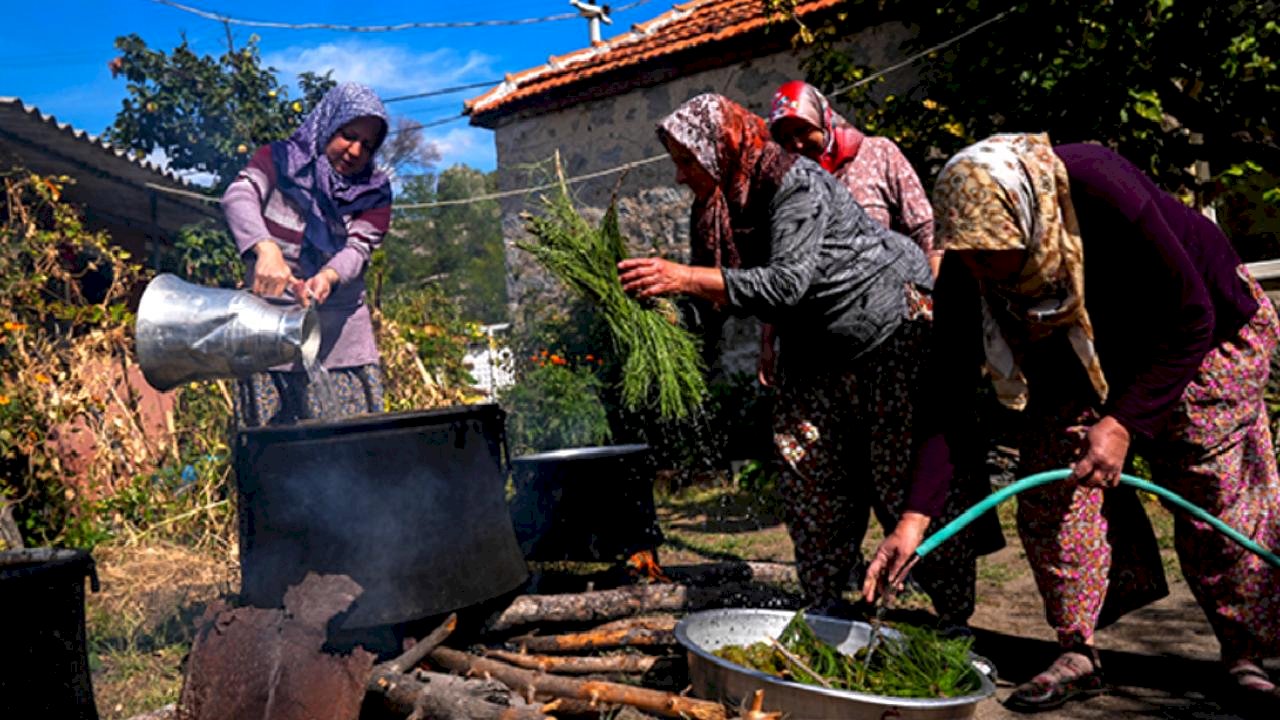 Kozak Yaylası’nın “Yeşil Denizi”nden şifa kaynağı: Çam kozalağı pekmezi