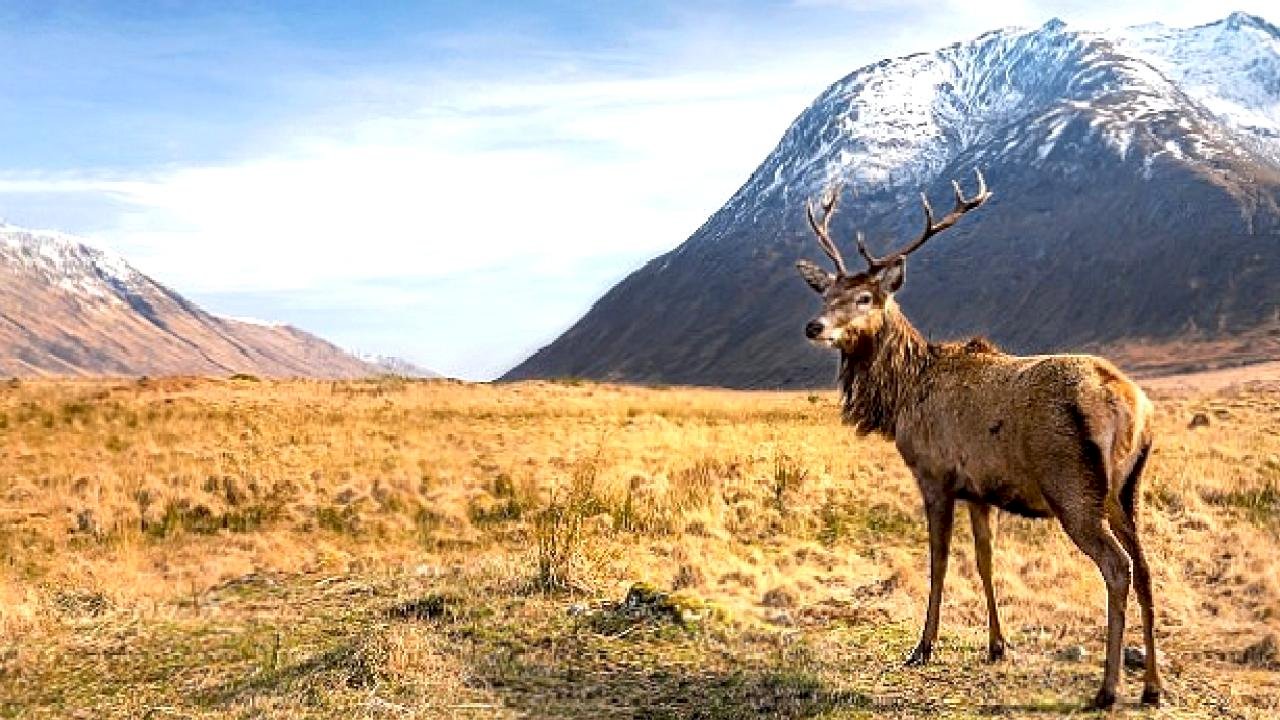 6 Bölümlük Seri &#039;Avrupa&#039;nın Vahşi Harikaları&#039;, 15 Kasım&#039;dan İtibaren Cumartesi Günleri 20.00&#039;de İki Bölüm Art Arda National Geographic WILD Ekranlarında!