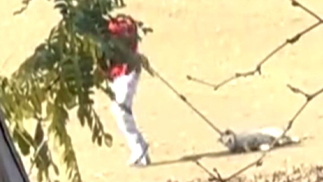 Edirne'de belediyenin köpek toplama görüntüleri tepki çekti