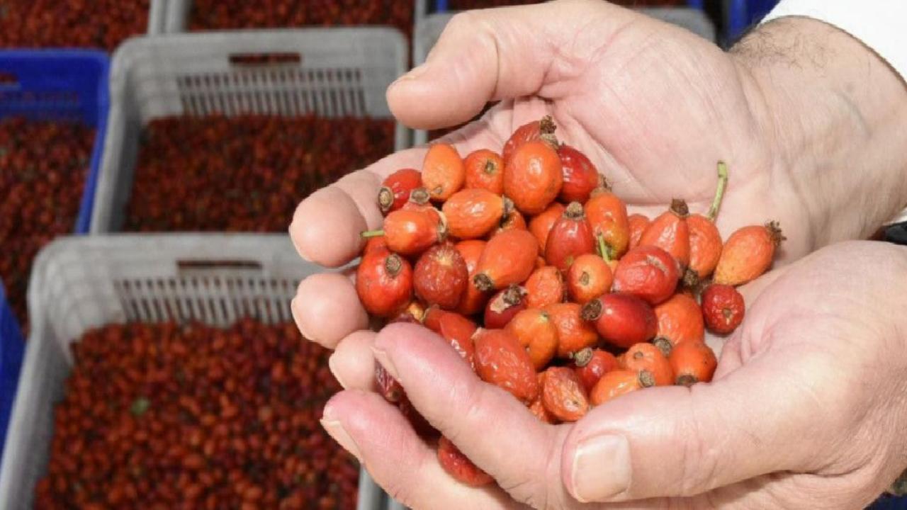 Erzincan'da dağların kırmızı hazinesi kuşburnu için hasat zamanı