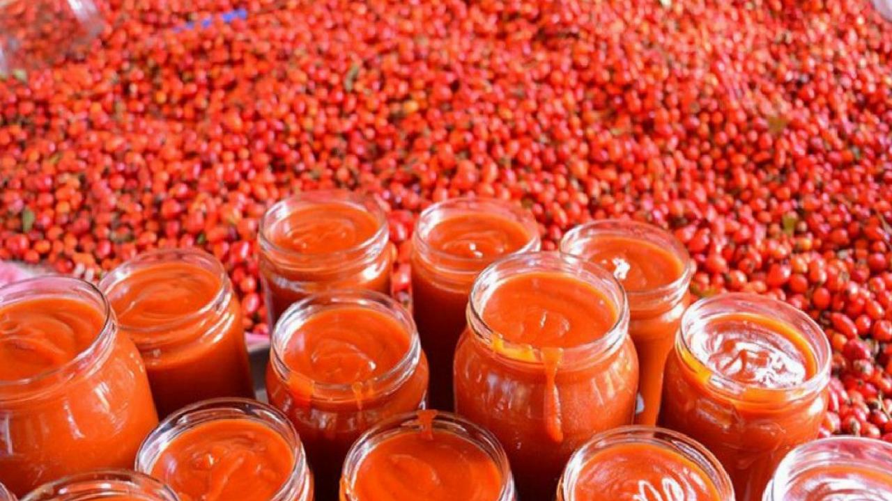 Erzincan'da dağların kırmızı hazinesi kuşburnu için hasat zamanı