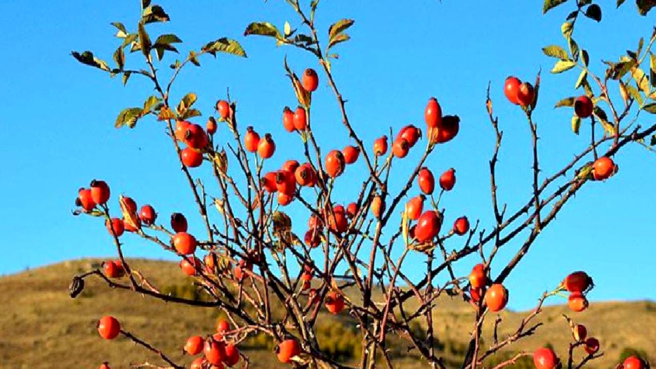 Erzincan'da dağların kırmızı hazinesi kuşburnu için hasat zamanı