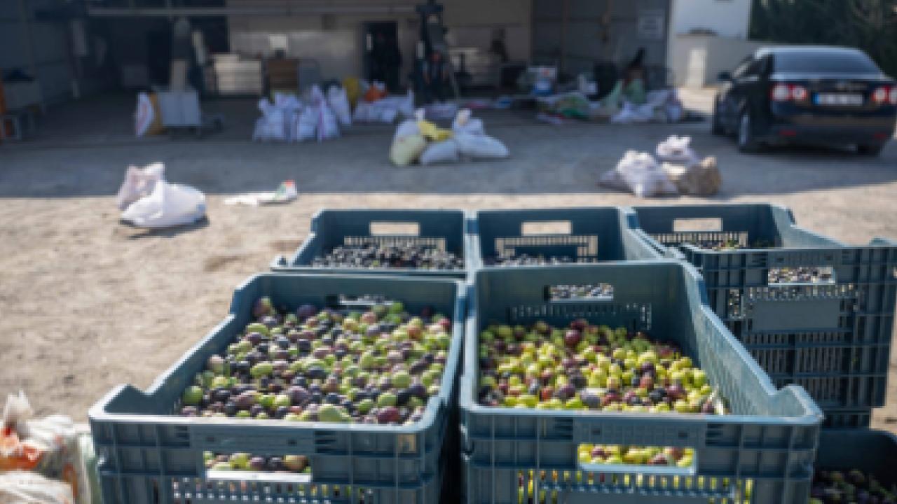 İzmir Bornova'da zeytin dalından sofraya ücretsiz ulaşım