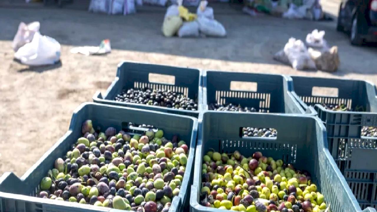 İzmir Bornova'da zeytin dalından sofraya ücretsiz ulaşım