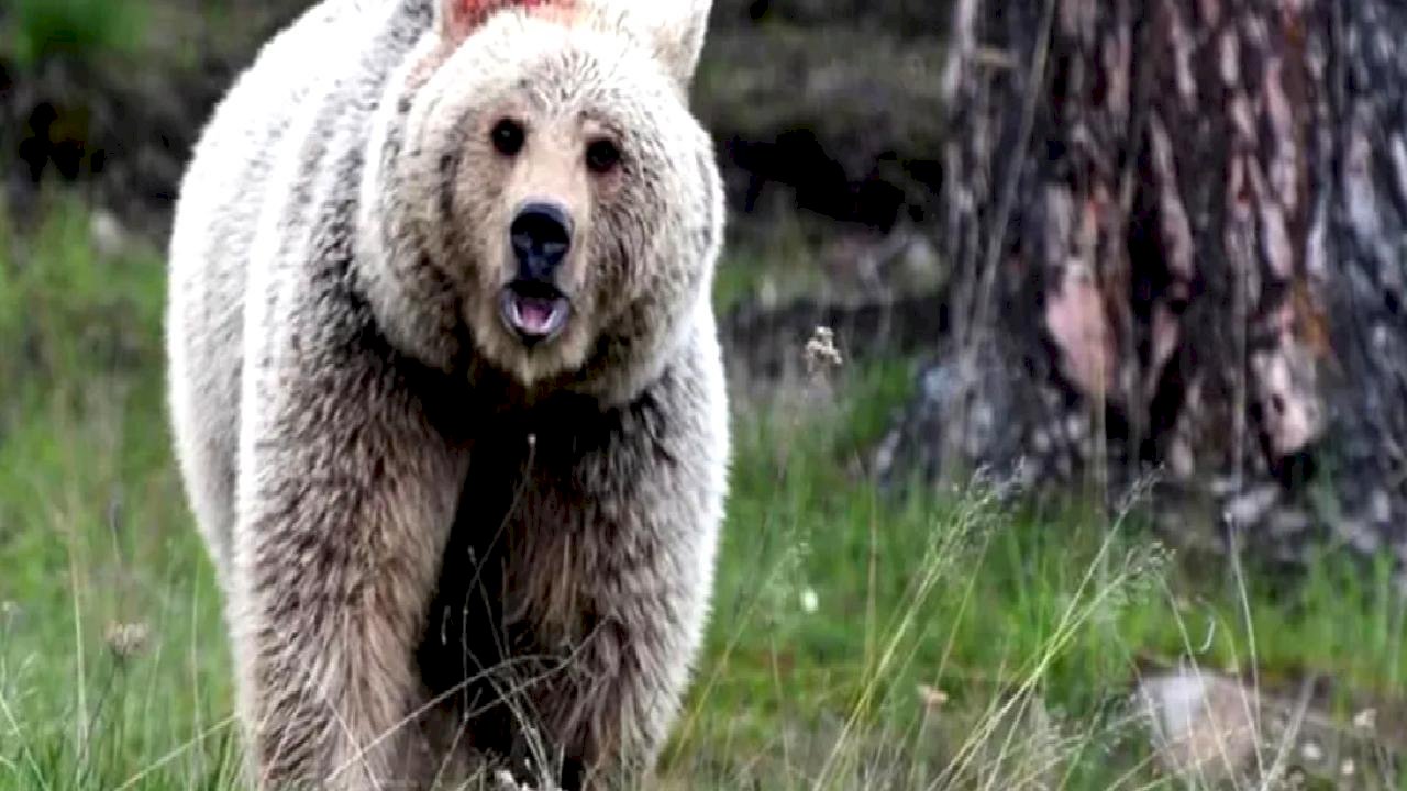 Japonya'da ayı alarmı: Trafik kazalarının sayısı rekor kırdı