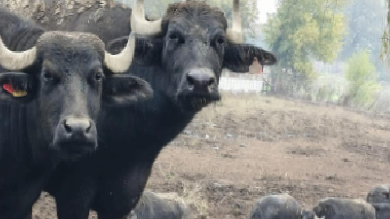 Kocaeli’de manda desteğiyle verim arttı