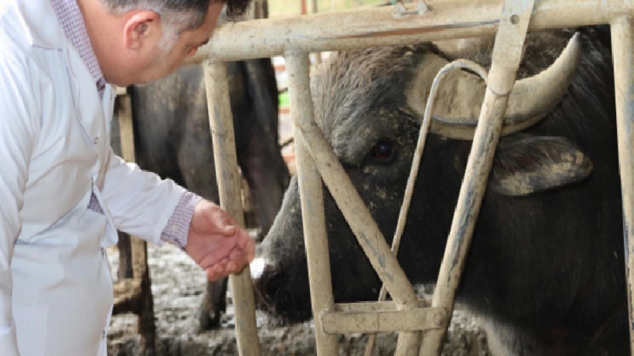 Kocaeli’de manda desteğiyle verim arttı