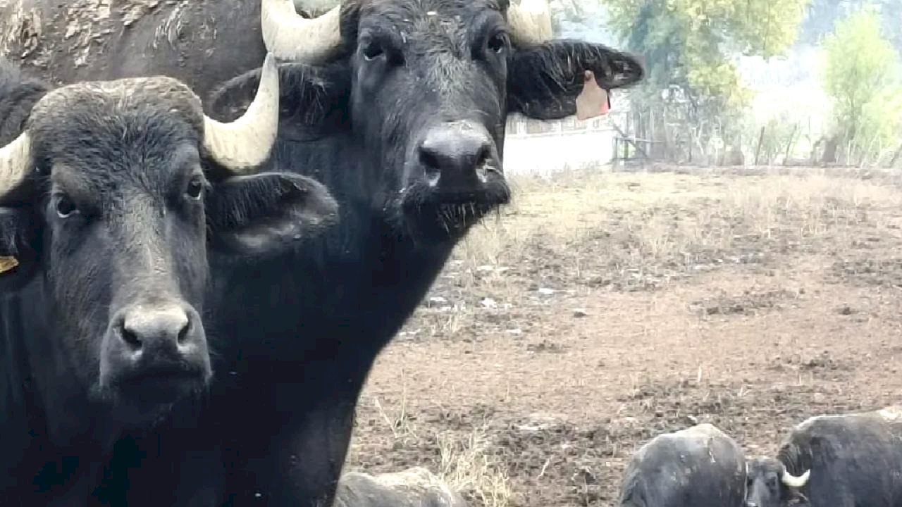 Kocaeli’de manda desteğiyle verim arttı