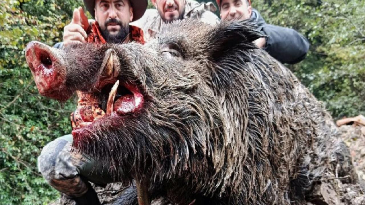 Trabzon'da sürek avında 300 kilogramlık yaban domuzu vuruldu