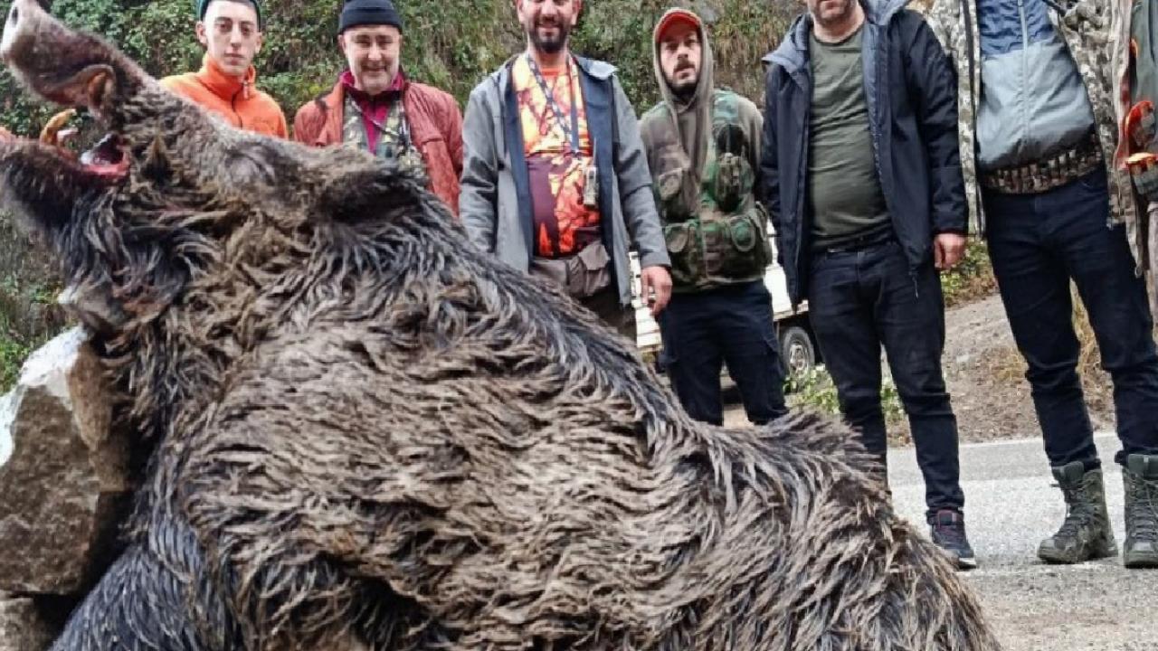 Trabzon'da sürek avında 300 kilogramlık yaban domuzu vuruldu