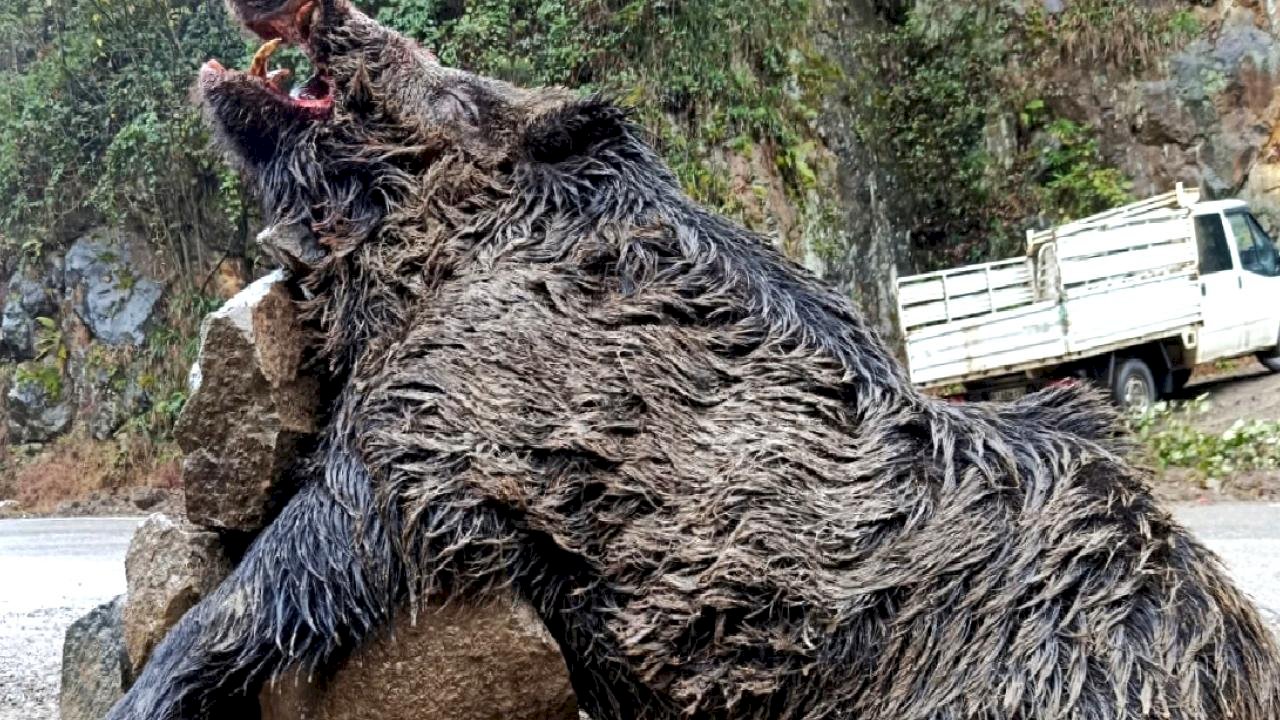 Trabzon'da sürek avında 300 kilogramlık yaban domuzu vuruldu