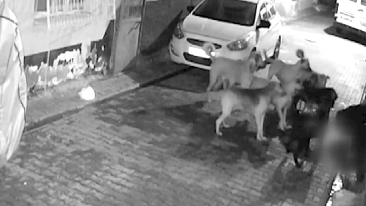 Adana’da 11 tane başıboş sokak köpeğinin saldırdığı kedi öldü