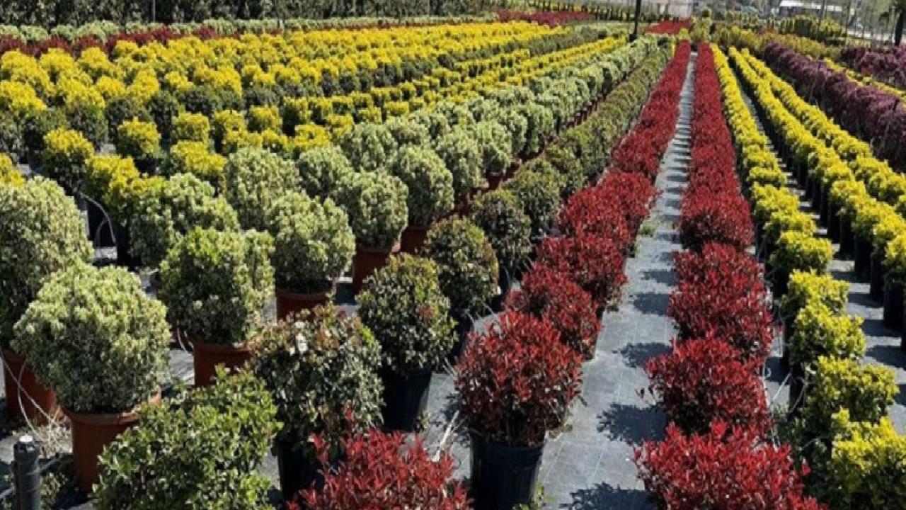 Antalya'da süs bitkileri için Organize Tarım Bölgesi kurulacak