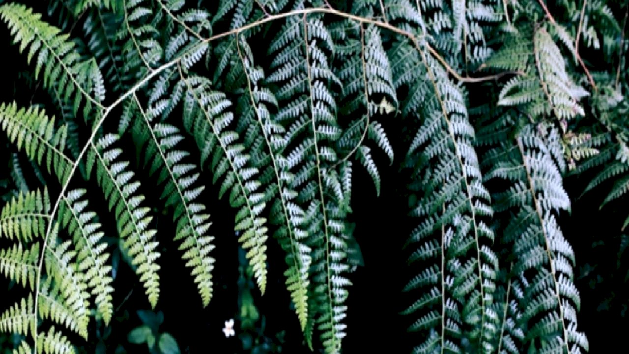 Antalya'da süs bitkileri için Organize Tarım Bölgesi kurulacak