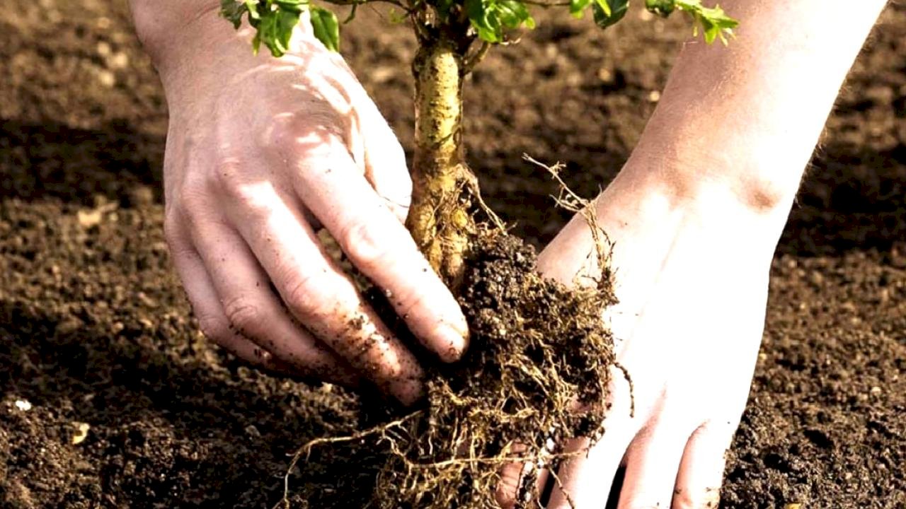 Evin bahçesine dikilmemesi gereken ağaçlar: Evin huzurunu kaçırıyor…