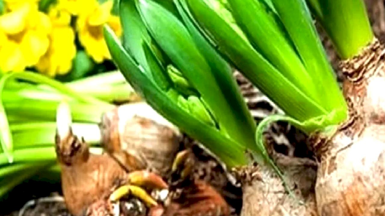 İşte 2026 yılı doğal çiçek soğanlarının ihracat listesi