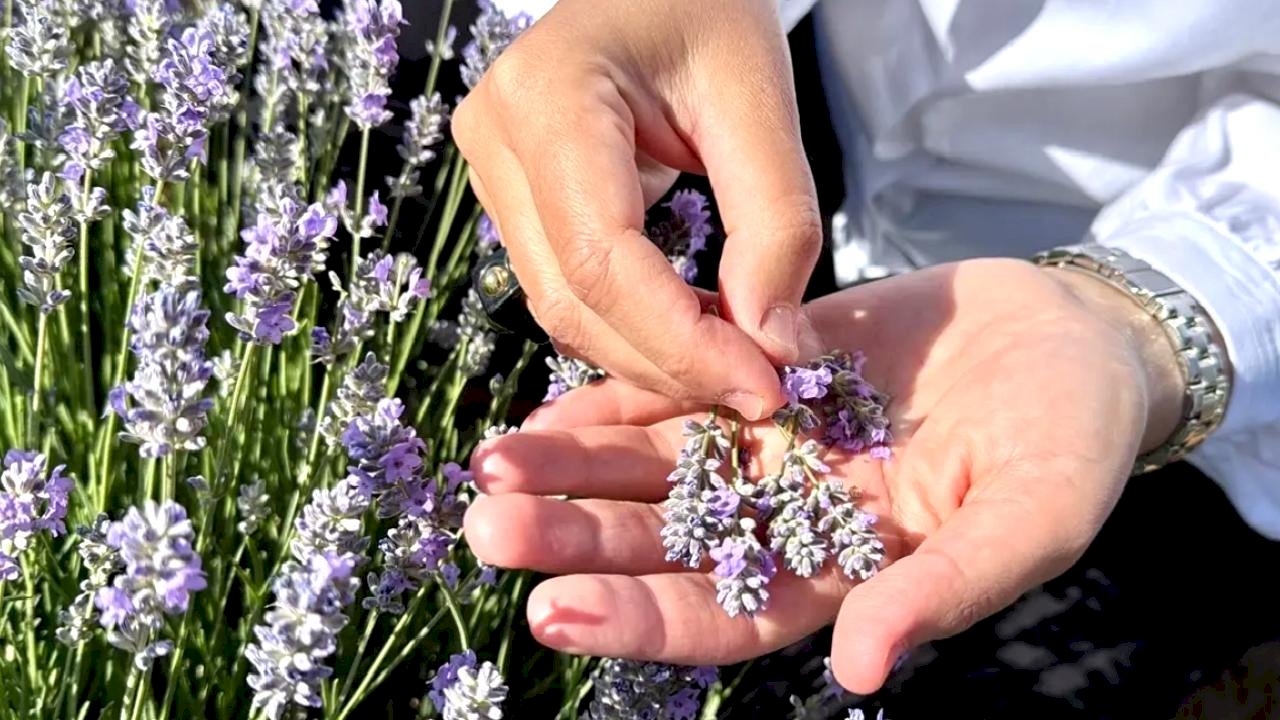 KAEÜ'den Alternatif Tıbbi Bitkiler Projesi