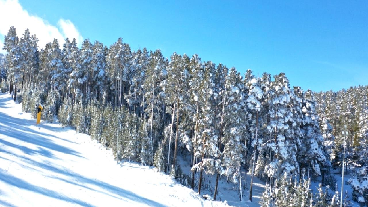Kars&#039;ta kar yağışı sarıçam ormanlarını beyaz boyadı