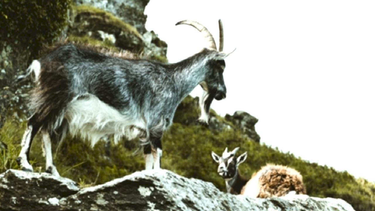 Kayseri'de yaban keçisi avlayana 953 bin 82 lira ceza kesildi