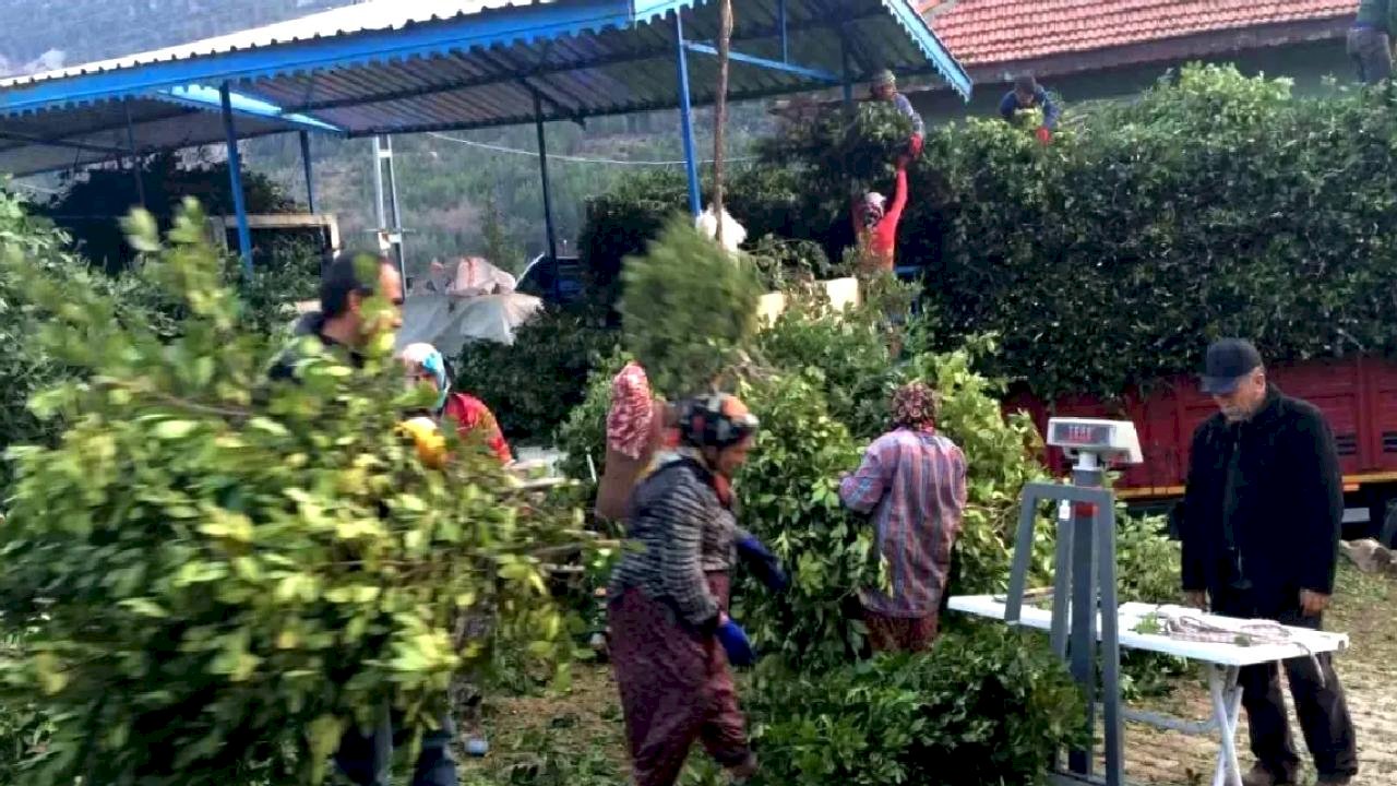 Kilogramı 25 liradan satılan defne yaprağı bir köyün geçim kanağı oldu