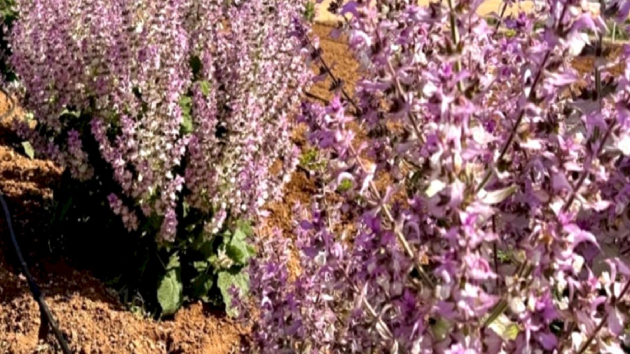 Kırşehir'de aromatik bitkiler alternatif ürün oldu