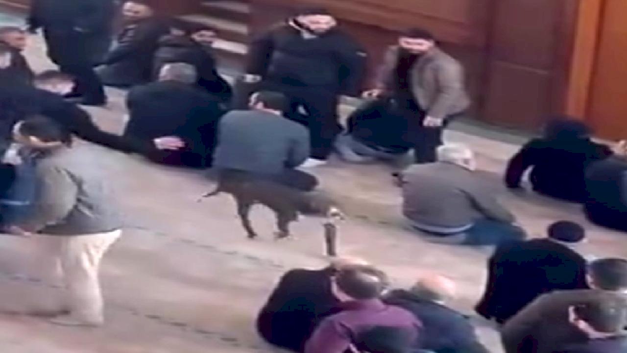 Kocaeli'de cuma namazında camiye giren pitbull cinsi köpek sahibinden alındı