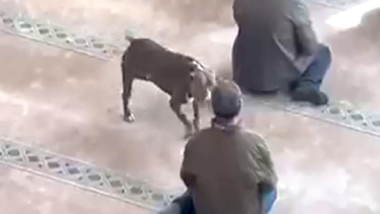 Kocaeli'de cuma vaazı sırasında camiye pitbull girdi