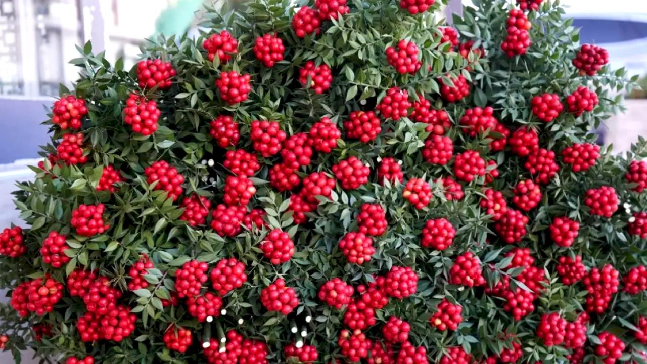 Kokina Çiçeği Yılbaşında Vitrine Çıkıyor