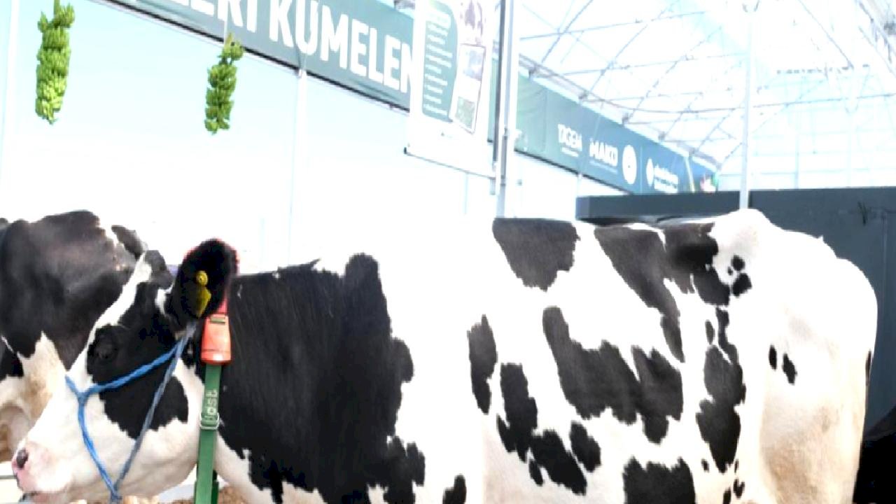 Küpeli Çoban Furkan&#039;ın hedefi: 100 başlık otonom çiftlik kurmak