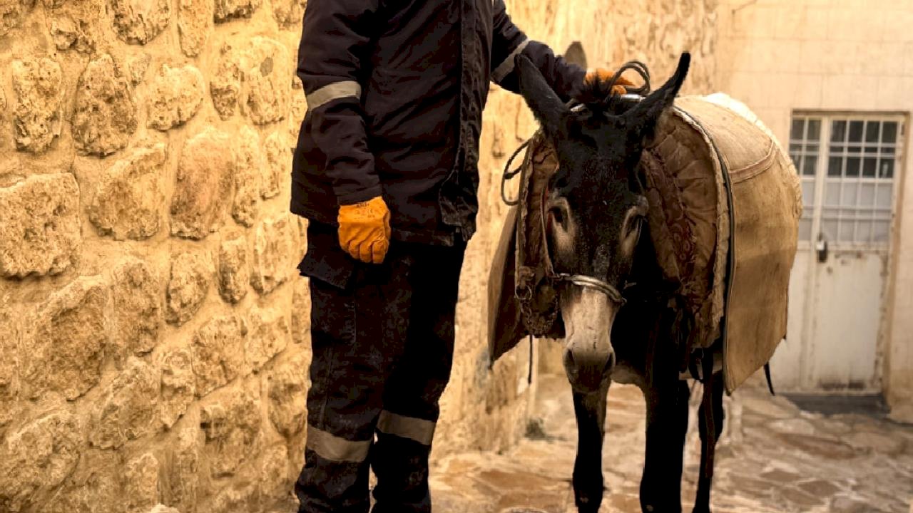 Mardin&#039;de &#039;kadrolu&#039; eşekleri emekli edecek proje hayata geçiyor