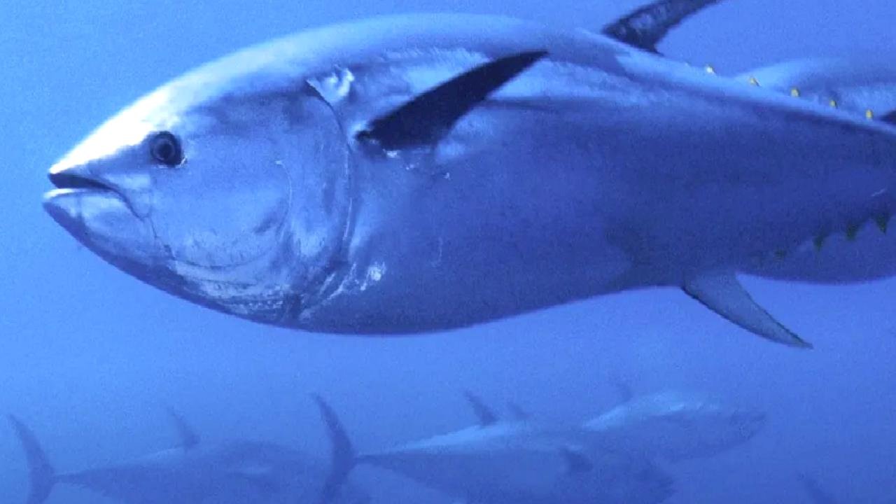 Mavi yüzgeçli orkinos kotası yüzde 20 arttı!