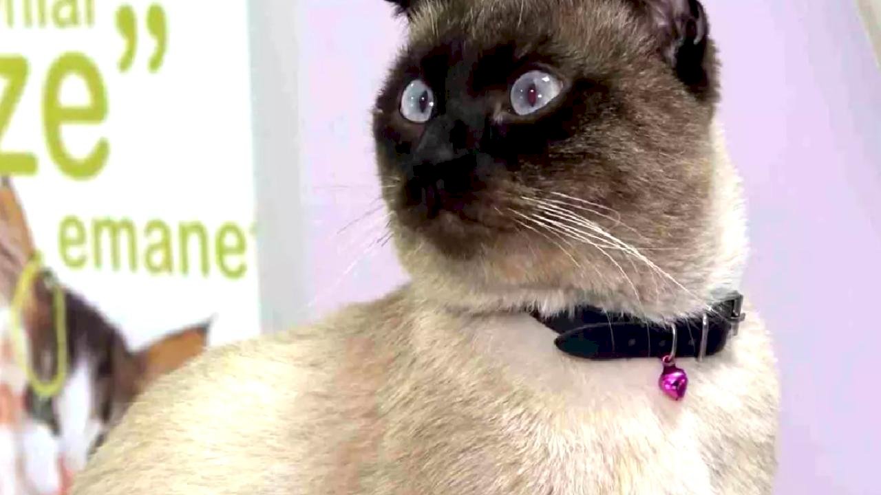 Mikroçip Zorunluluğu: Son Gün 31 Aralık