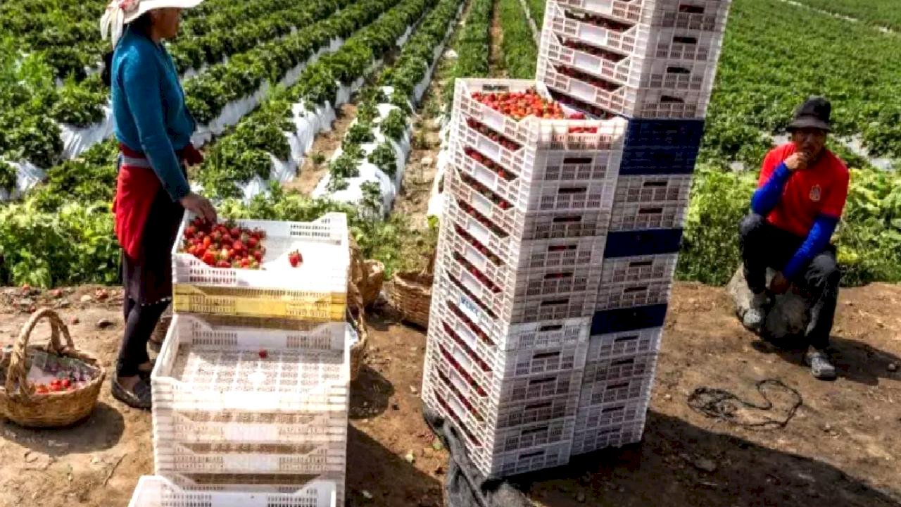 Peru&#039;nun Çölünden Meyve Bahçelerine