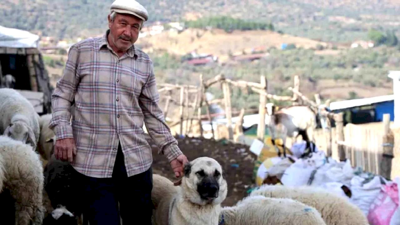 Şap Karantinası Hayvancılığı Zorluyor