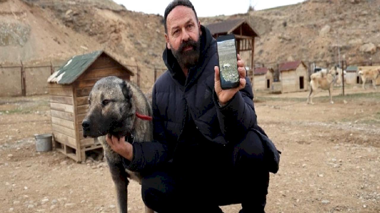Sivas'ta kurt tehlikesine karşı Kangal