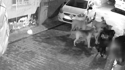 Adana’da 11 tane başıboş sokak köpeğinin saldırdığı kedi öldü