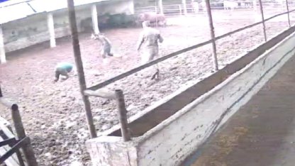 Amasya'da boğanın besiciye saldırdığı anlar kameraya yansıdı